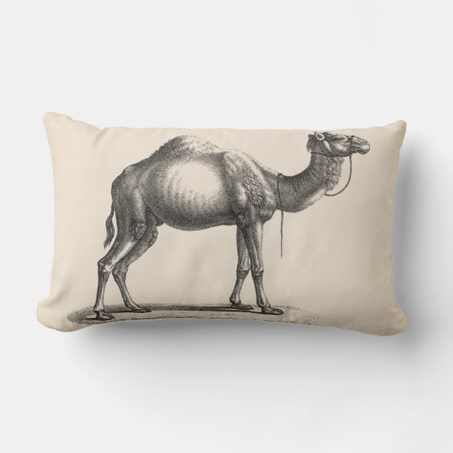 Brodtmann Dromedary Camel Sketch Lumbarkudde (Framsida)