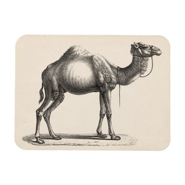 Brodtmann Dromedary Camel Sketch Magnet (Horisontell)