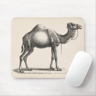 Brodtmann Dromedary Camel Sketch Musmatta