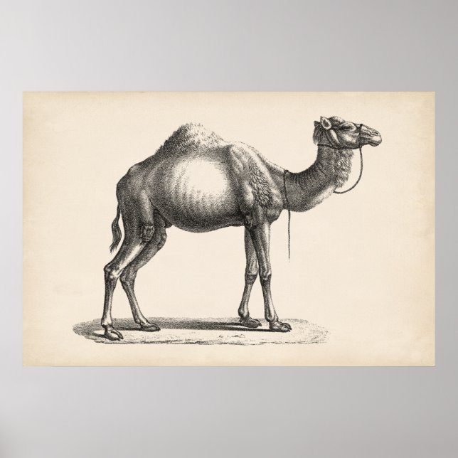 Brodtmann Dromedary Camel Sketch Poster (Framsidan)
