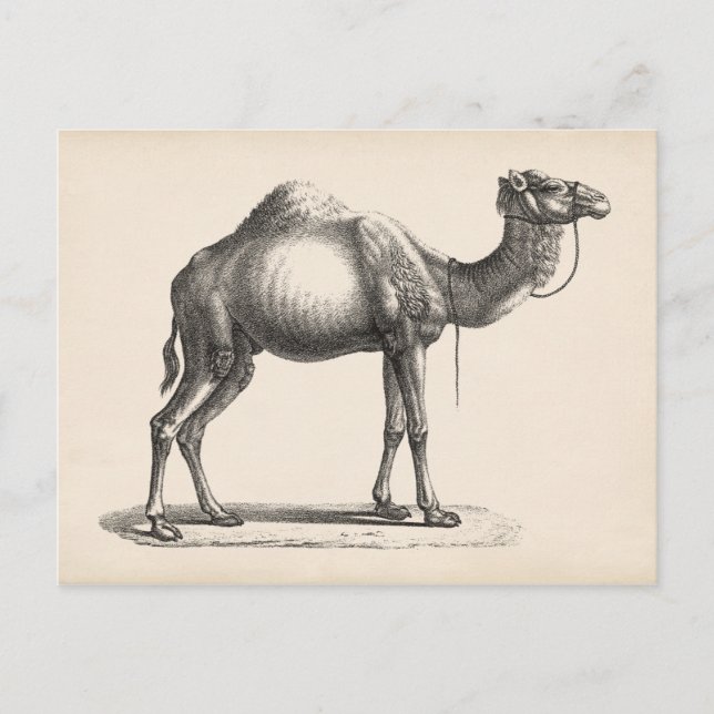 Brodtmann Dromedary Camel Sketch Vykort (Framsida)