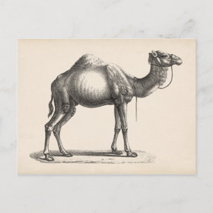 Brodtmann Dromedary Camel Sketch Vykort