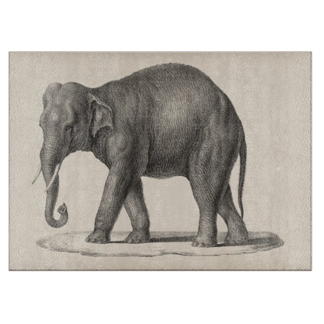 Brodtmann Elephant Sketch (Framsidan)