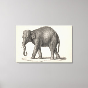 Brodtmann Elephant Sketch Canvastryck