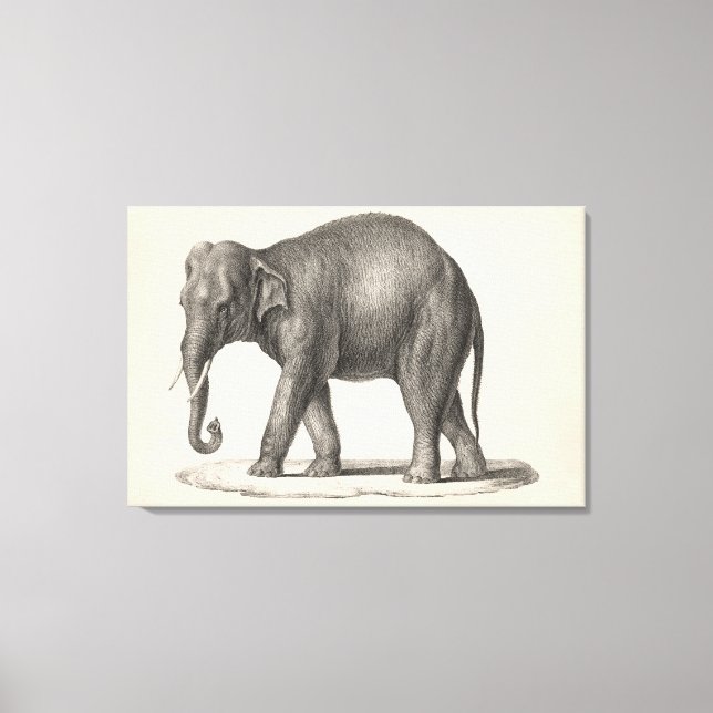 Brodtmann Elephant Sketch Canvastryck (Framsida)