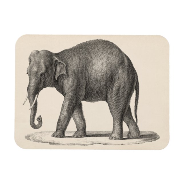 Brodtmann Elephant Sketch Magnet (Horisontell)