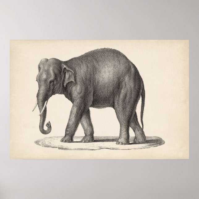 Brodtmann Elephant Sketch Poster (Framsidan)