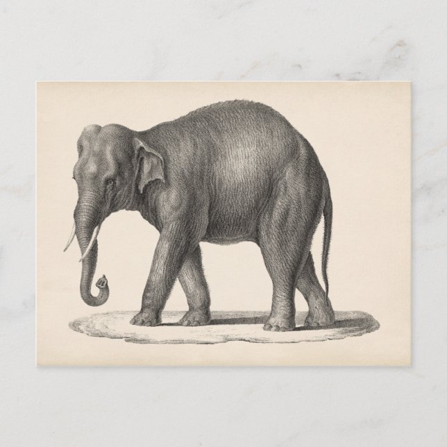 Brodtmann Elephant Sketch Vykort (Framsida)