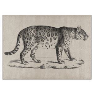 Brodtmann Leopard Sketch