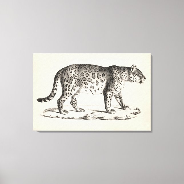 Brodtmann Leopard Sketch Canvastryck (Framsida)