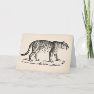 Brodtmann Leopard Sketch Kort