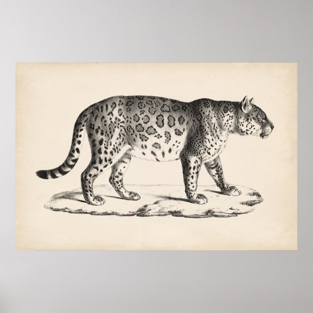 Brodtmann Leopard Sketch Poster (Framsidan)