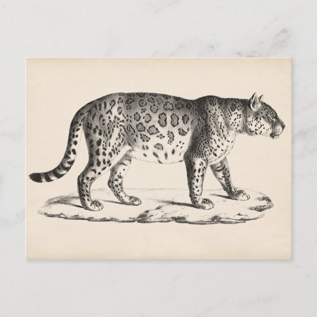 Brodtmann Leopard Sketch Vykort (Framsida)
