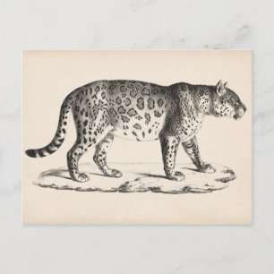 Brodtmann Leopard Sketch Vykort