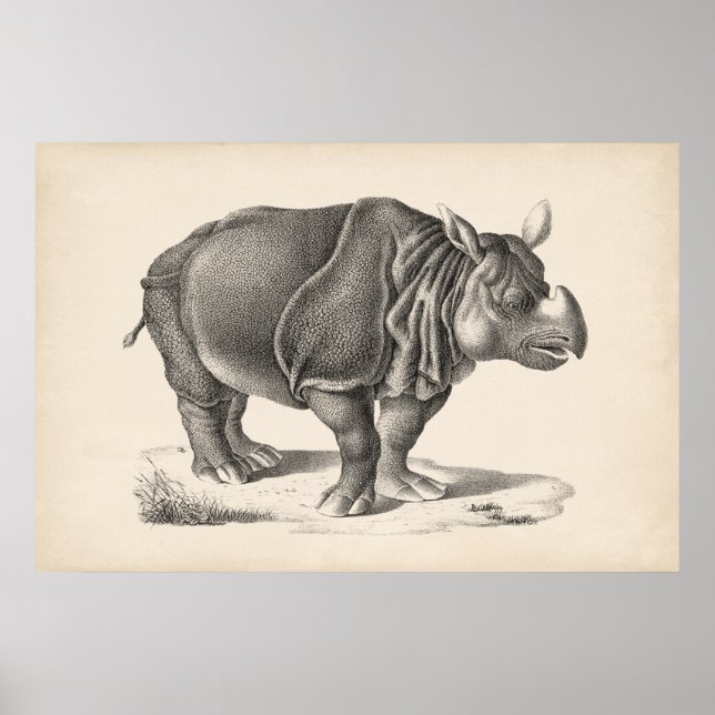 Brodtmann Rhinoceros Sketch Poster (Framsidan)