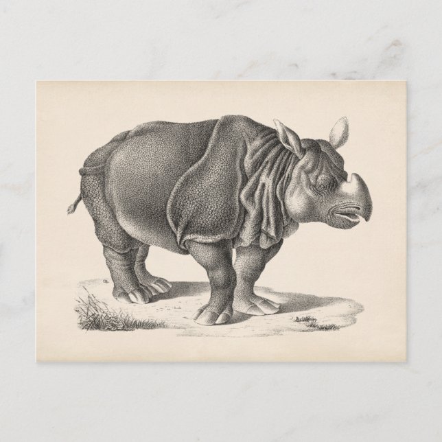 Brodtmann Rhinoceros Sketch Vykort (Framsida)
