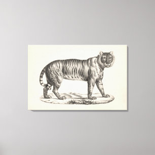 Brodtmann Tiger Sketch Canvastryck
