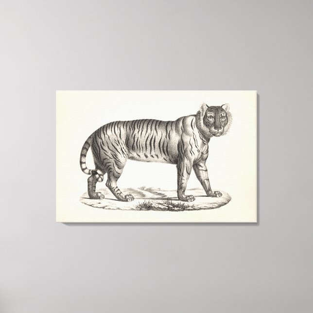 Brodtmann Tiger Sketch Canvastryck (Framsida)
