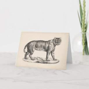 Brodtmann Tiger Sketch Kort