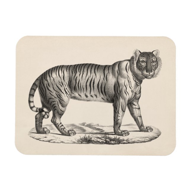 Brodtmann Tiger Sketch Magnet (Horisontell)