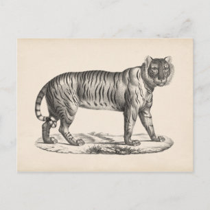 Brodtmann Tiger Sketch Vykort