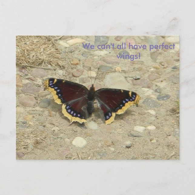 Broken Vinge Potcard Vykort (Framsida)