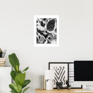 Brokig Hosta Svart och Vitt Blommotiv Poster