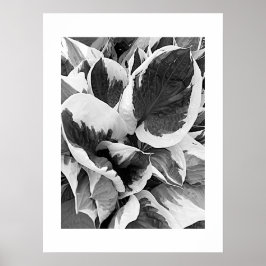 Brokig Hosta Svart och Vitt Blommotiv Poster