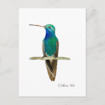 Brokillad kolibri