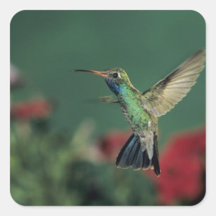 Brokknäbbad kolibri, Cynanthus Fyrkantigt Klistermärke