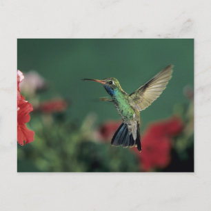 Brokknäbbad kolibri, Cynanthus Vykort