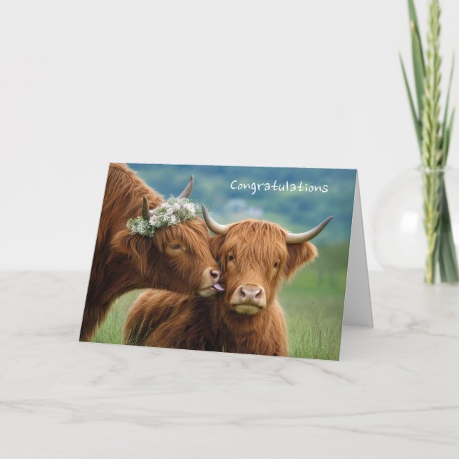 Bröllagsgratulationer Highland Ko Kysser Kort (Framsida)