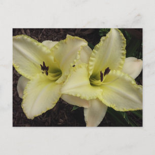 Bröllop Band - Daylily Vykort