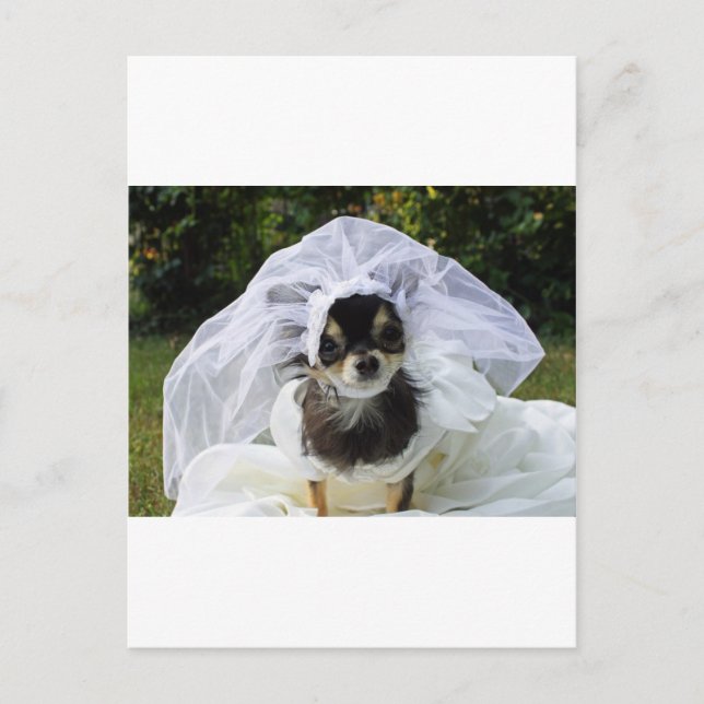 Bröllop Chihuahua Bride Vykort (Framsida)