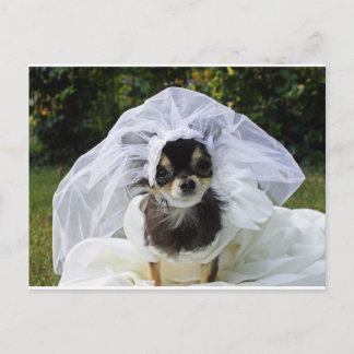Bröllop Chihuahua Bride Vykort