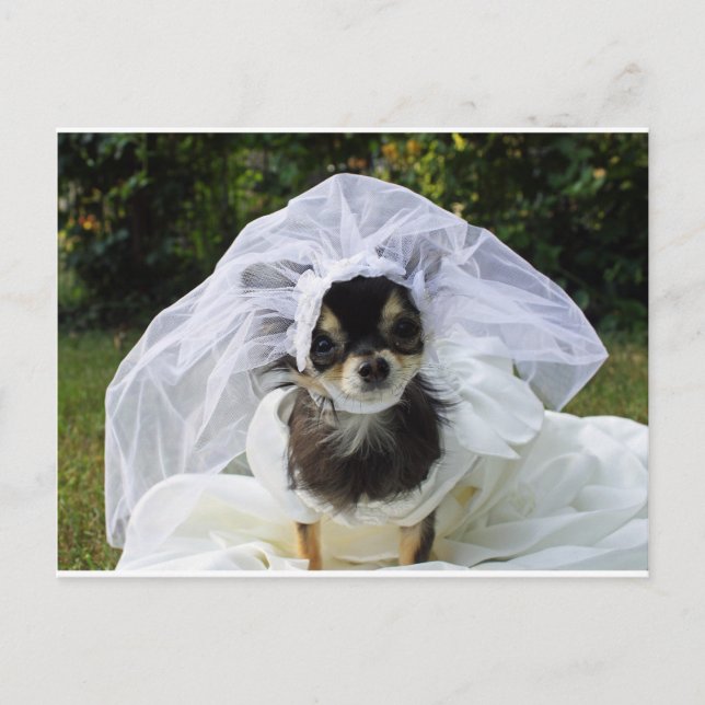 Bröllop Chihuahua Bride Vykort (Framsida)