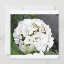 Bröllop med gnistrande vita blommor