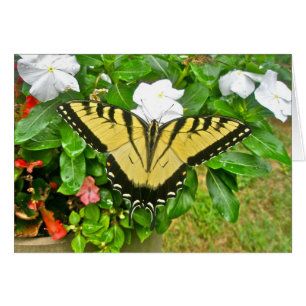 Bröllop Sallowtail Butterfly-artiklar Hälsningskort