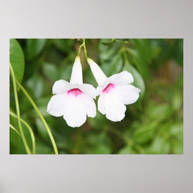 Brölloppsklocka Blomma Poster (Framsidan)