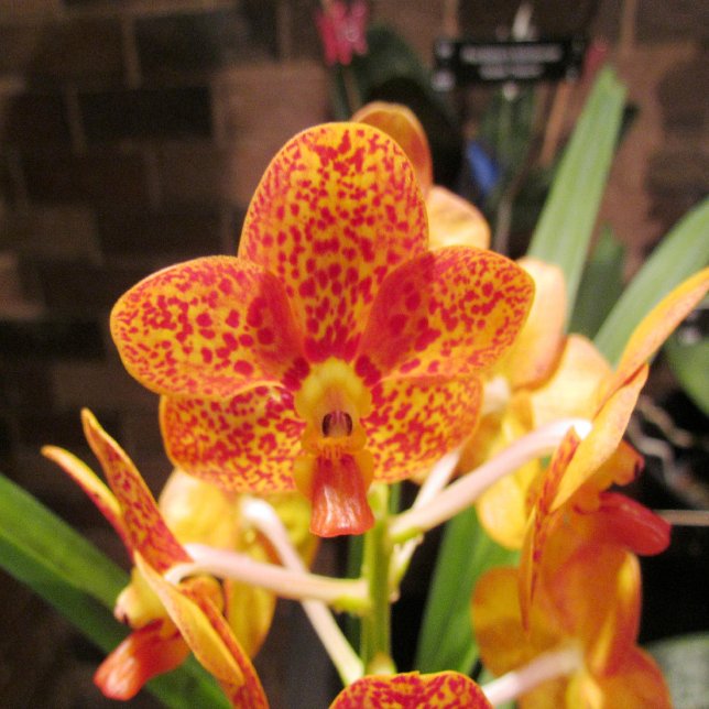 Bröllopsinbjudan vintage Struktur i Guld Inbjudningar (Skapare uppladdad)