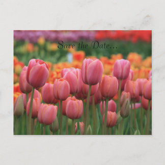 Bröllopskort, Spara datum... Meddelande Vykort