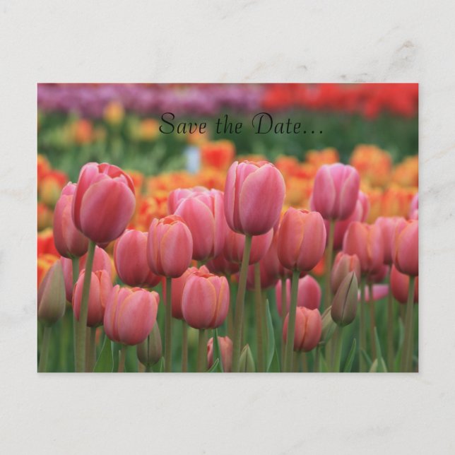 Bröllopskort, Spara datum... Meddelande Vykort (Framsida)