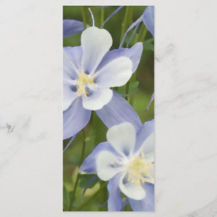 Bröllopsprogrammet Blå kolumbine Flowers Program