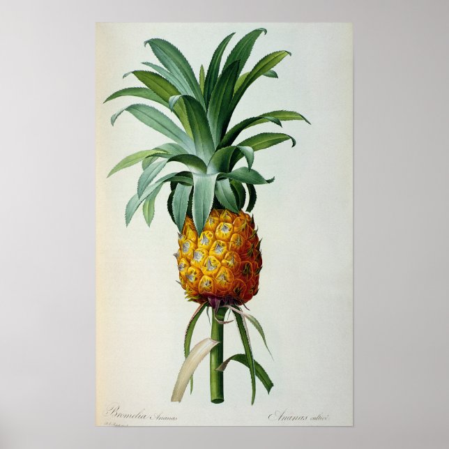 Bromelia Ananas från "Les Bromeliacees" Poster (Framsidan)