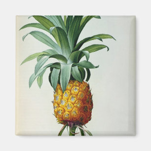 BromeliaAnanas, från 'Les Bromeliacees Magnet