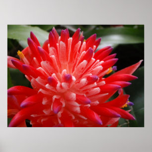 Bromeliad blommaaffisch poster