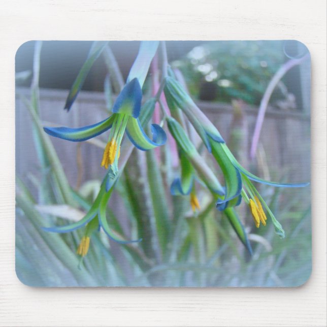 Bromeliad-Blommar på Blue Musmatta (Framsidan)