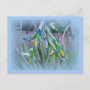 Bromeliad-Blommar på Blue Vykort