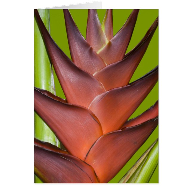 Bromeliad blommarspike nr. 1 hälsningskort (Framsidan)