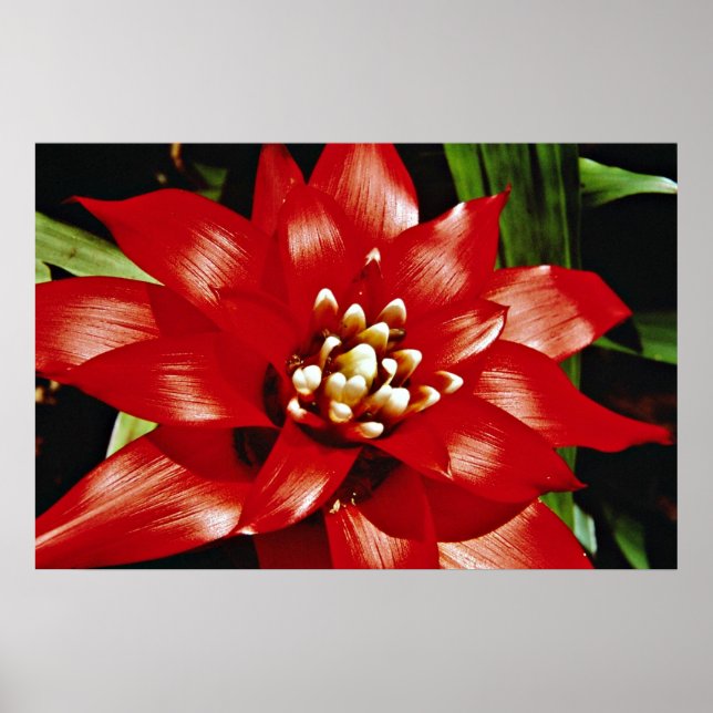 Bromeliad blommor poster (Framsidan)